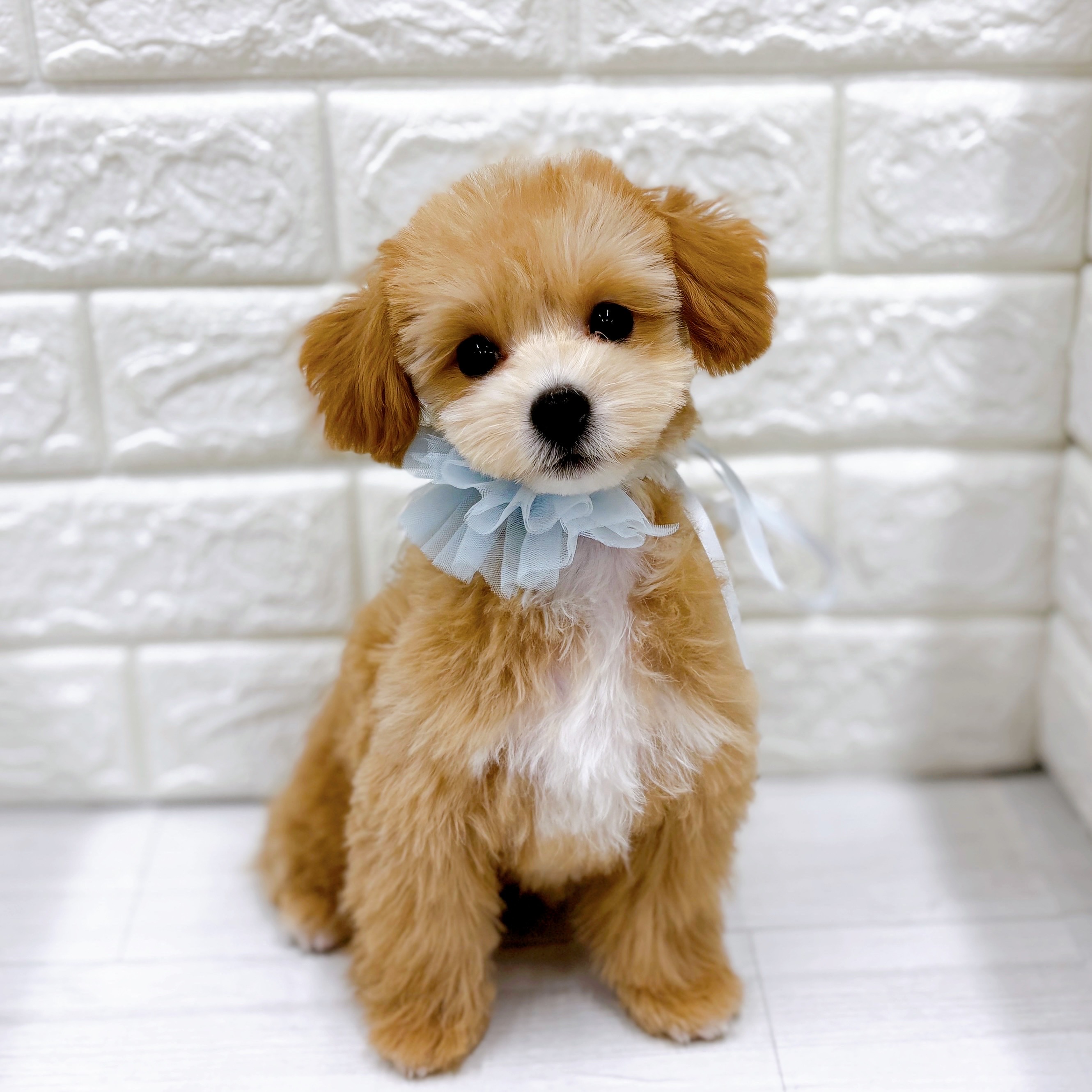 福井県のマルプー(マルチーズ×プードル) (犬の家＆猫の里アミーゴ福井店/2025年11月3日生まれ/男の子/アプリコットホワイト)の子犬の1枚目の画像