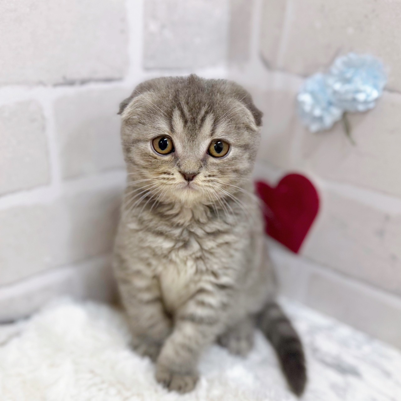 京都府のスコティッシュフォールド (犬の家＆猫の里京都精華店/2025年11月6日生まれ/女の子/ブルータビー)の子猫の1枚目の画像