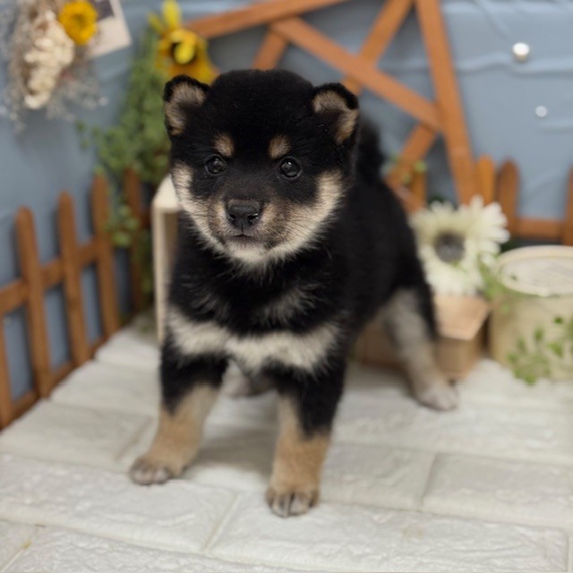 千葉県の柴犬(標準サイズ) (犬の家＆猫の里ワンズモール稲毛店/2025年11月10日生まれ/男の子/黒)の子犬の1枚目の画像