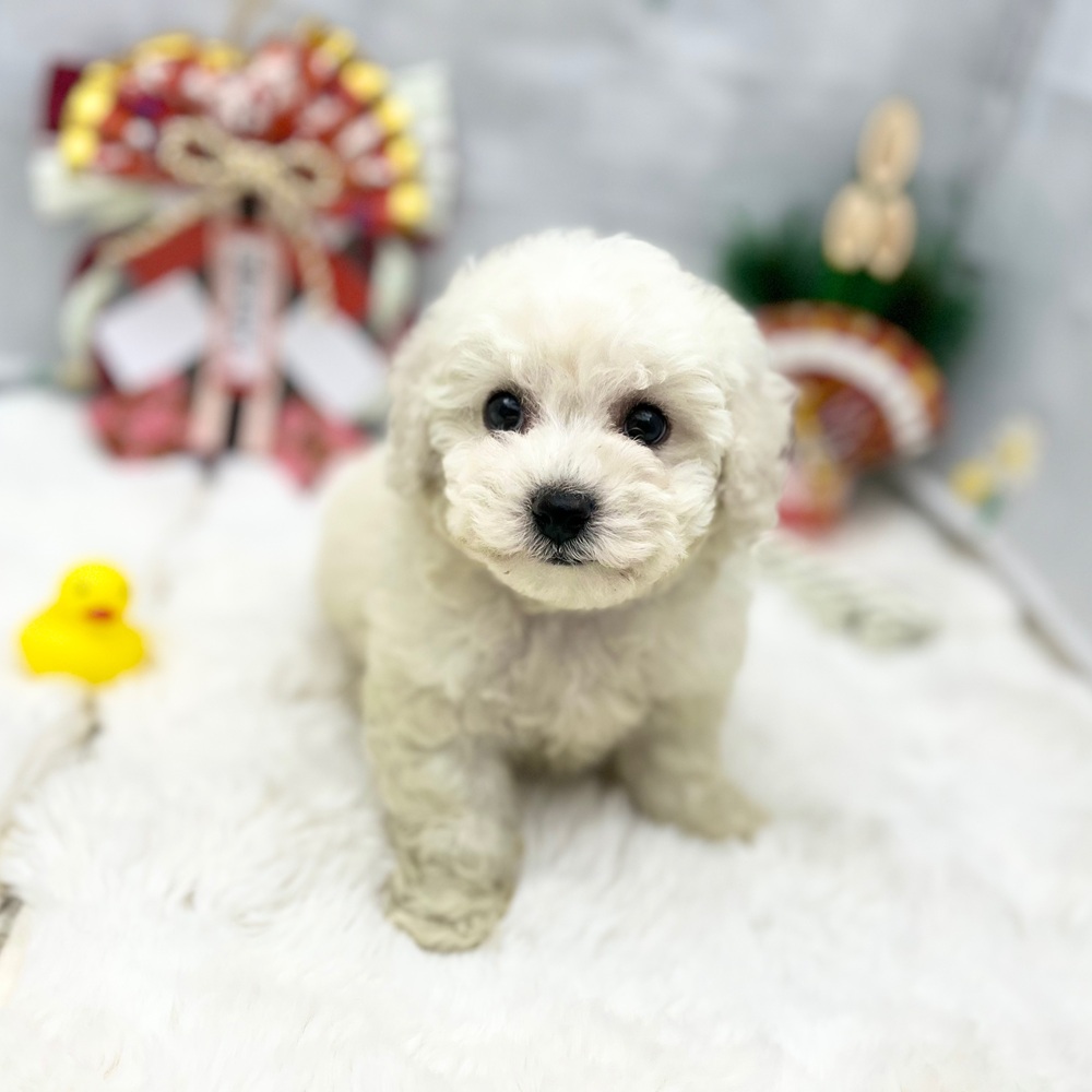 静岡県のビションフリーゼ (犬の家＆猫の里MEGAドン・キホーテ袋井店/2025年11月9日生まれ/男の子/ホワイト)の子犬の1枚目の画像