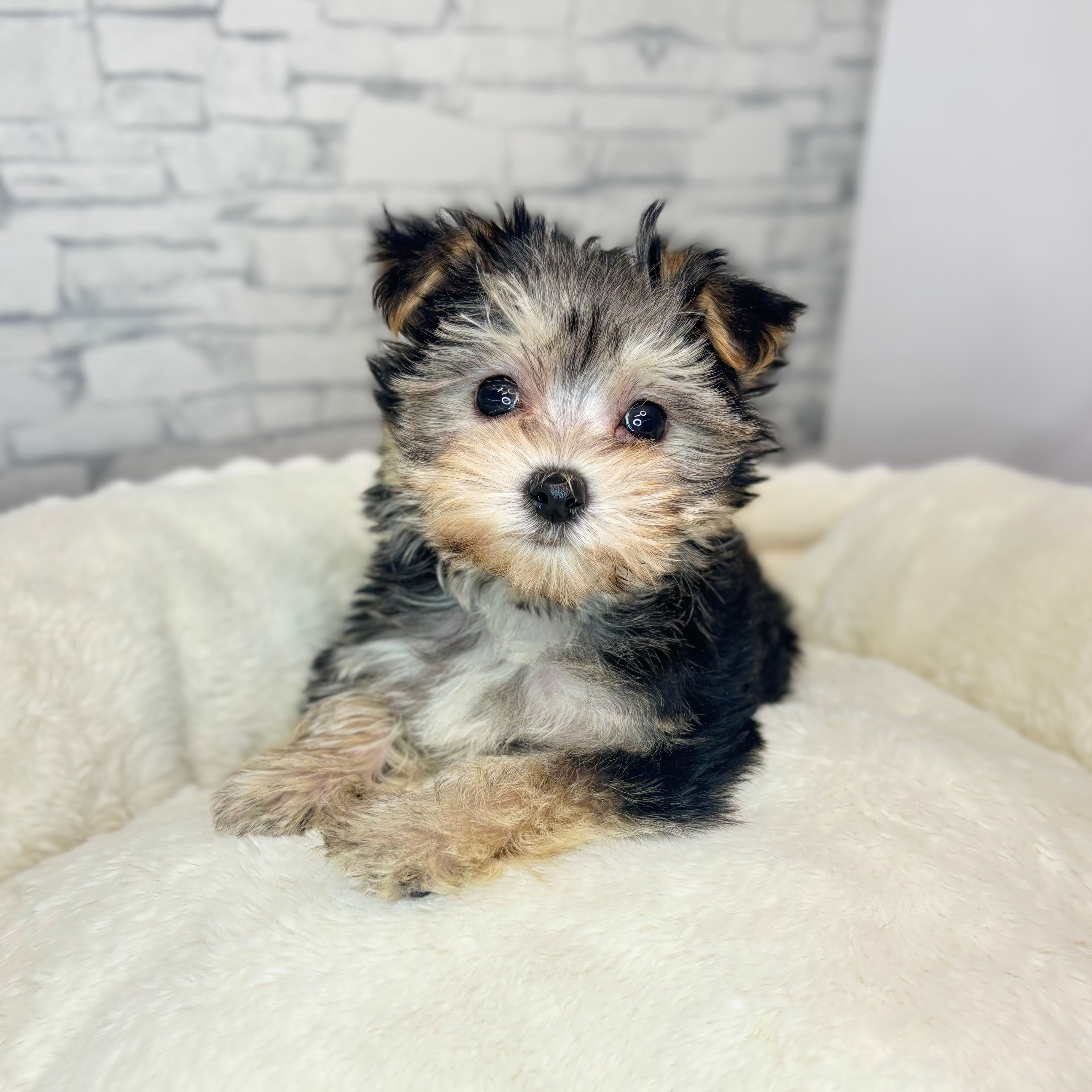 長野県のマルキー/マルヨーキー(マルチーズ×ヨークシャーテリア) (犬の家＆猫の里長野店/2025年11月5日生まれ/男の子/ブラックタンホワイト)の子犬の1枚目の画像