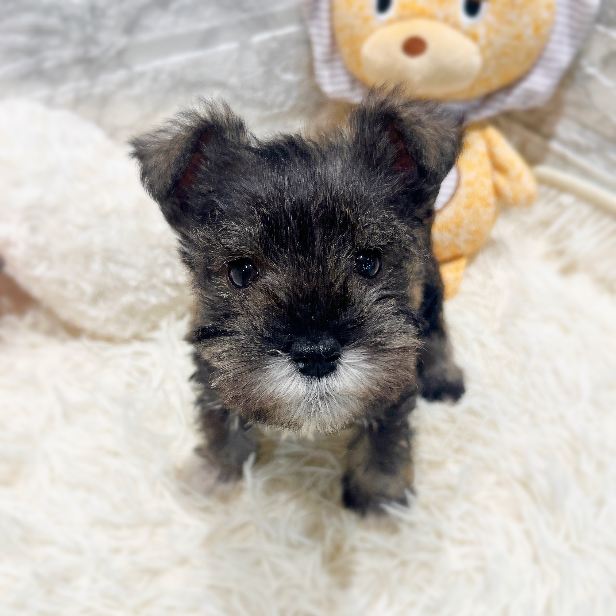 愛知県のミニチュアシュナウザー (犬の家＆猫の里MiO香久山店/2025年11月8日生まれ/男の子/ソルトペッパー)の子犬の1枚目の画像