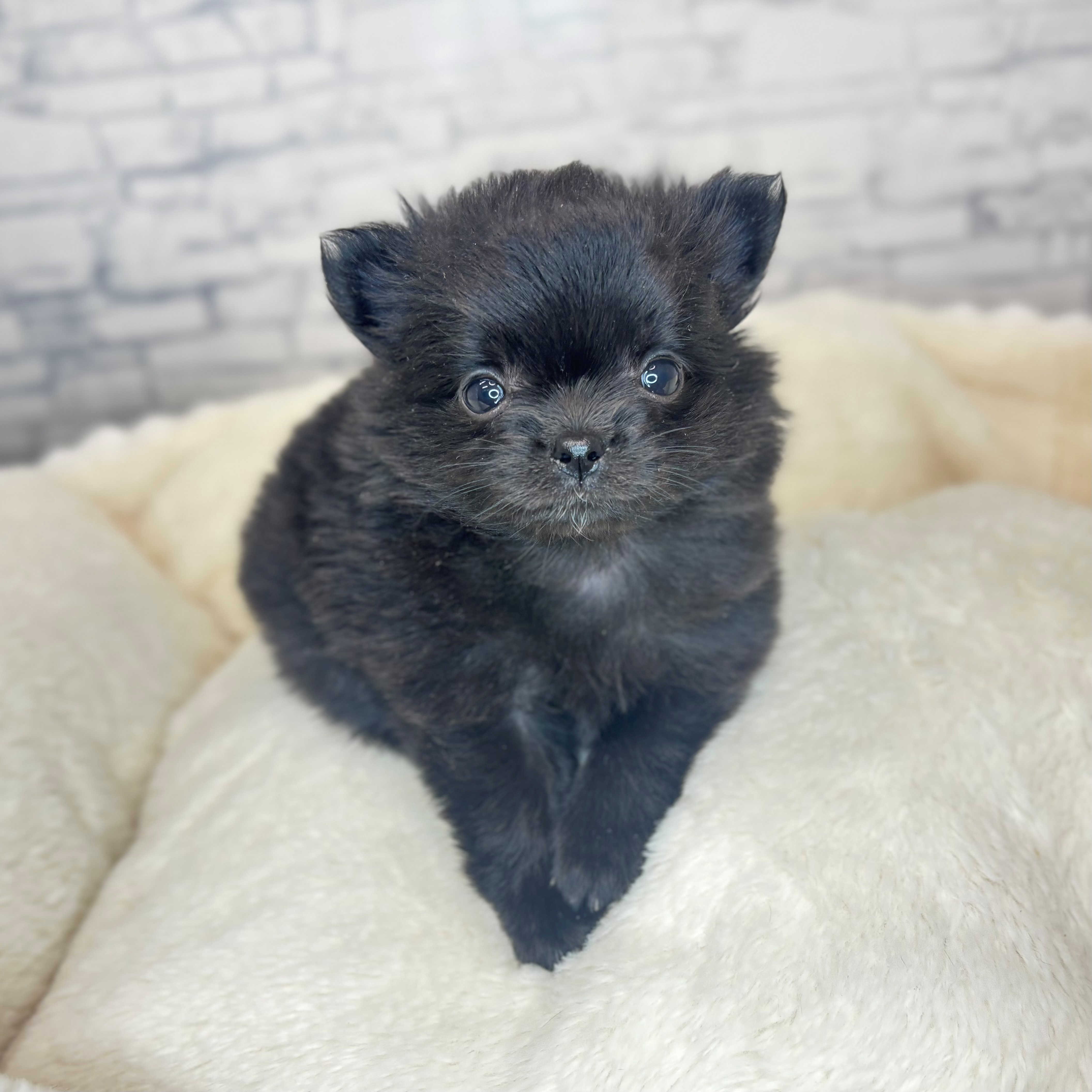 長野県のポメチワ/チワポメ/ポメチー(ポメラニアン×チワワ) (犬の家＆猫の里長野店/2025年11月10日生まれ/女の子/ブラック)の子犬