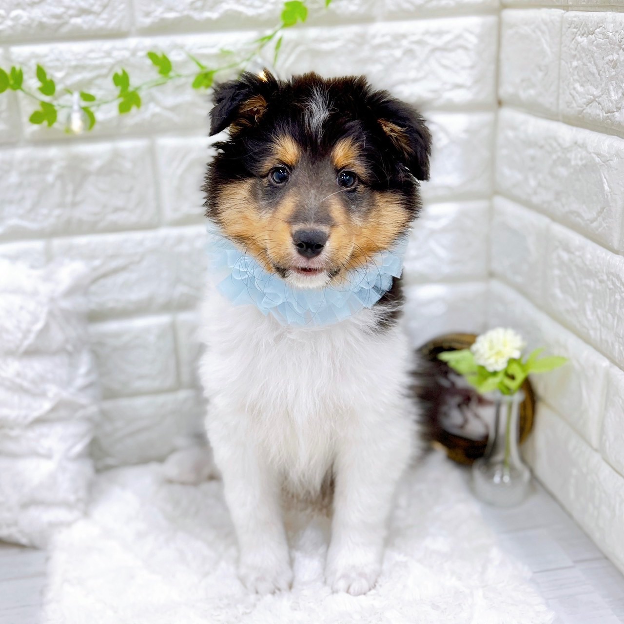 福井県のシェットランドシープドッグ (犬の家＆猫の里アミーゴ福井店/2025年11月11日生まれ/男の子/トライカラー)の子犬の1枚目の画像
