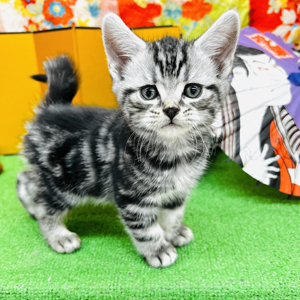 愛知県のアメリカンショートヘアー (犬の家＆猫の里名古屋天白店/2025年11月10日生まれ/女の子/シルバータビー)の子猫