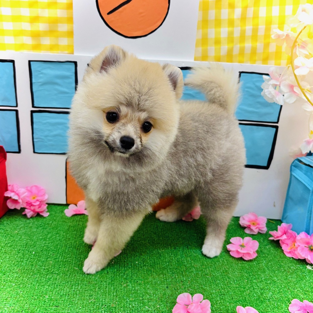愛知県のポメラニアン (犬の家＆猫の里名古屋天白店/2025年11月11日生まれ/男の子/オレンジセーブル)の子犬の1枚目の画像