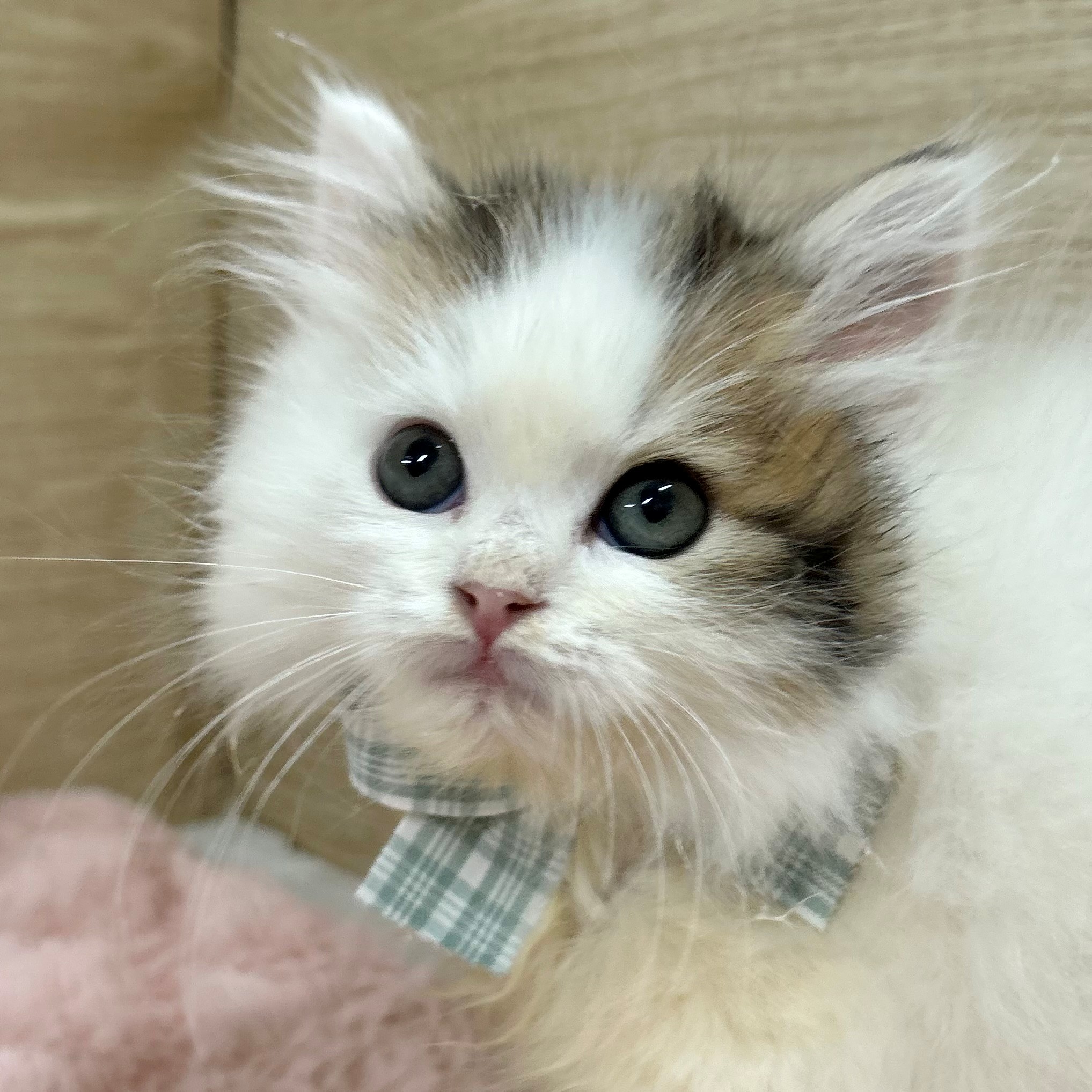 大阪府のラガマフィン (犬の家＆猫の里そよら東岸和田店/2025年11月13日生まれ/男の子/ブラウンタビーホワイト)の子猫