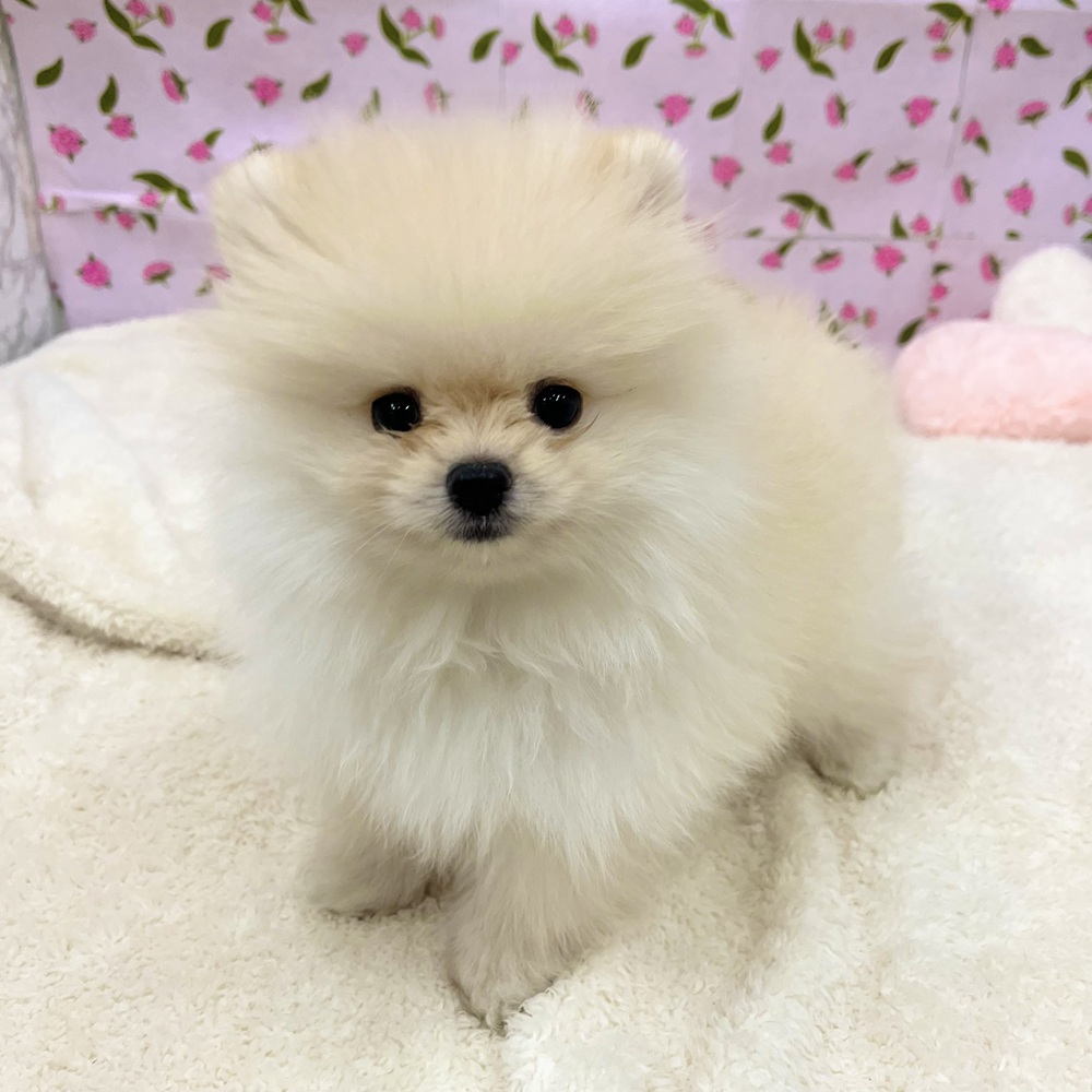 愛知県のポメラニアン (犬の家＆猫の里エアポートウォーク店/2025年11月15日生まれ/男の子/クリーム)の子犬の1枚目の画像