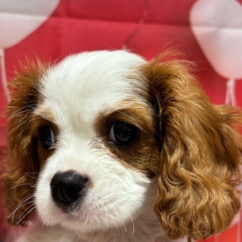 キャバリア女の子の写真