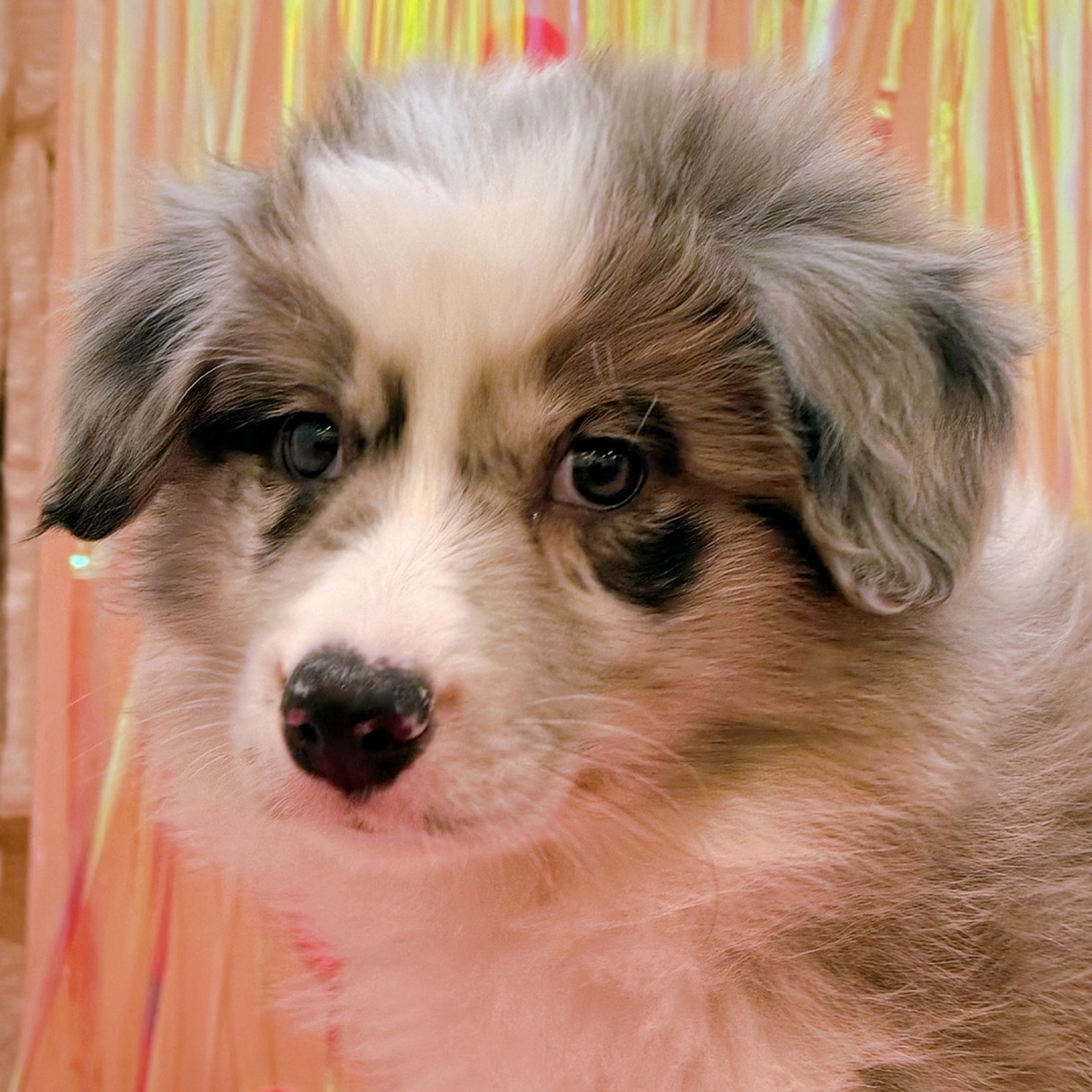 岡山県のボーダーコリー (犬の家＆猫の里倉敷店/2025年11月18日生まれ/男の子/ブルーマール)の子犬