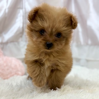 ハーフ犬女の子の写真