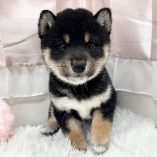 柴犬女の子の写真