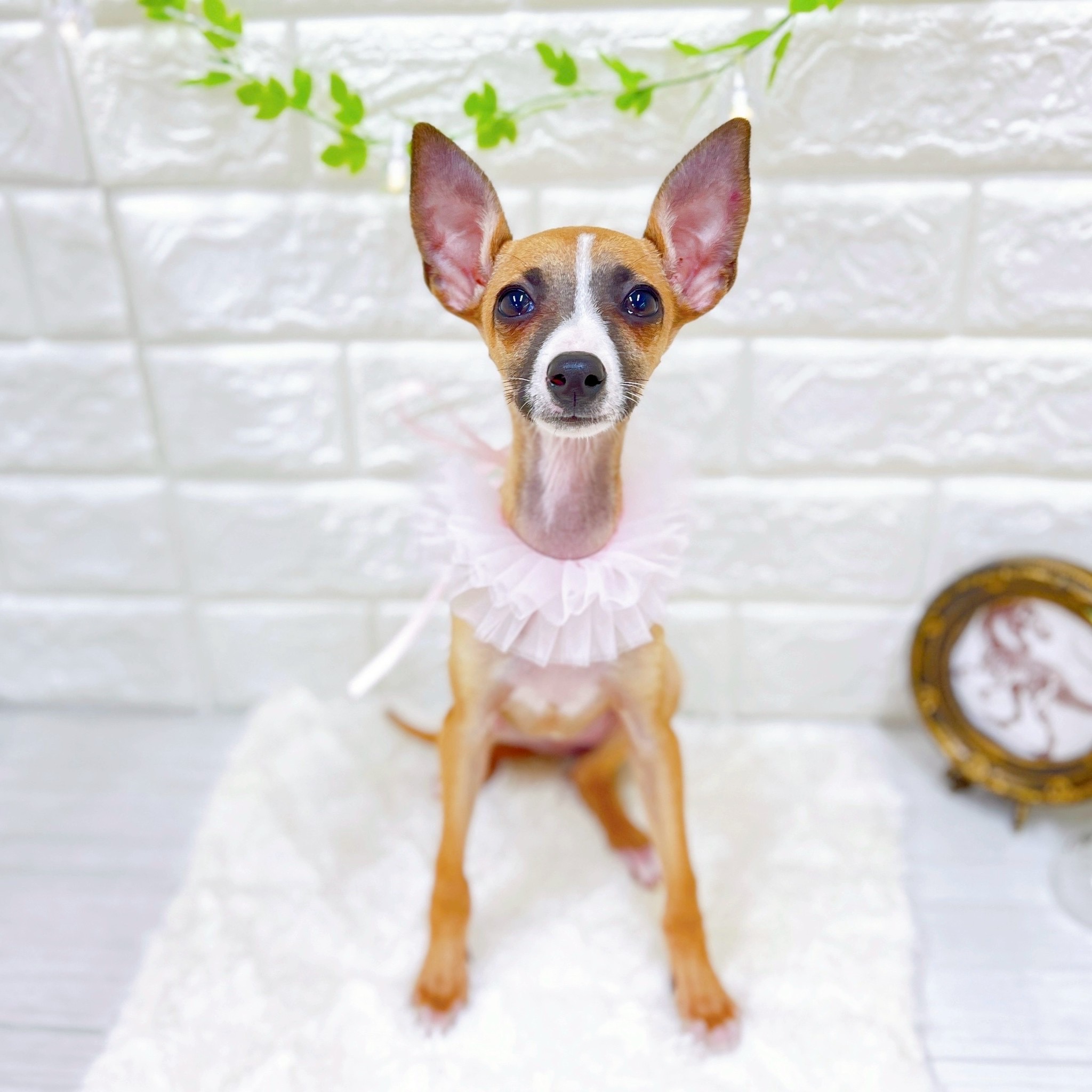 福井県のイタリアングレーハウンド (犬の家＆猫の里アミーゴ福井店/2025年11月21日生まれ/女の子/レッド、ホワイトマーキング)の子犬の1枚目の画像