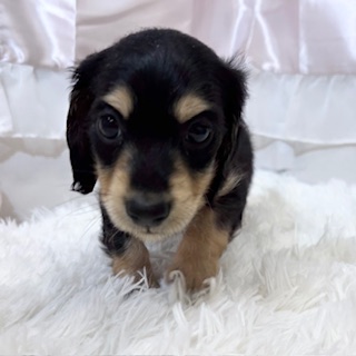 ミニチュアダックス男の子の写真