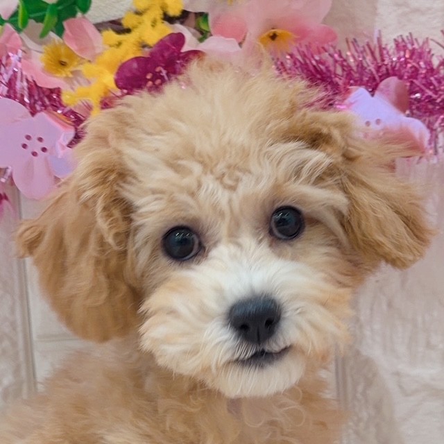 岡山県のトイプードル(トイ) (犬の家＆猫の里倉敷店/2025年11月21日生まれ/女の子/オレンジフォーン)の子犬の1枚目の画像