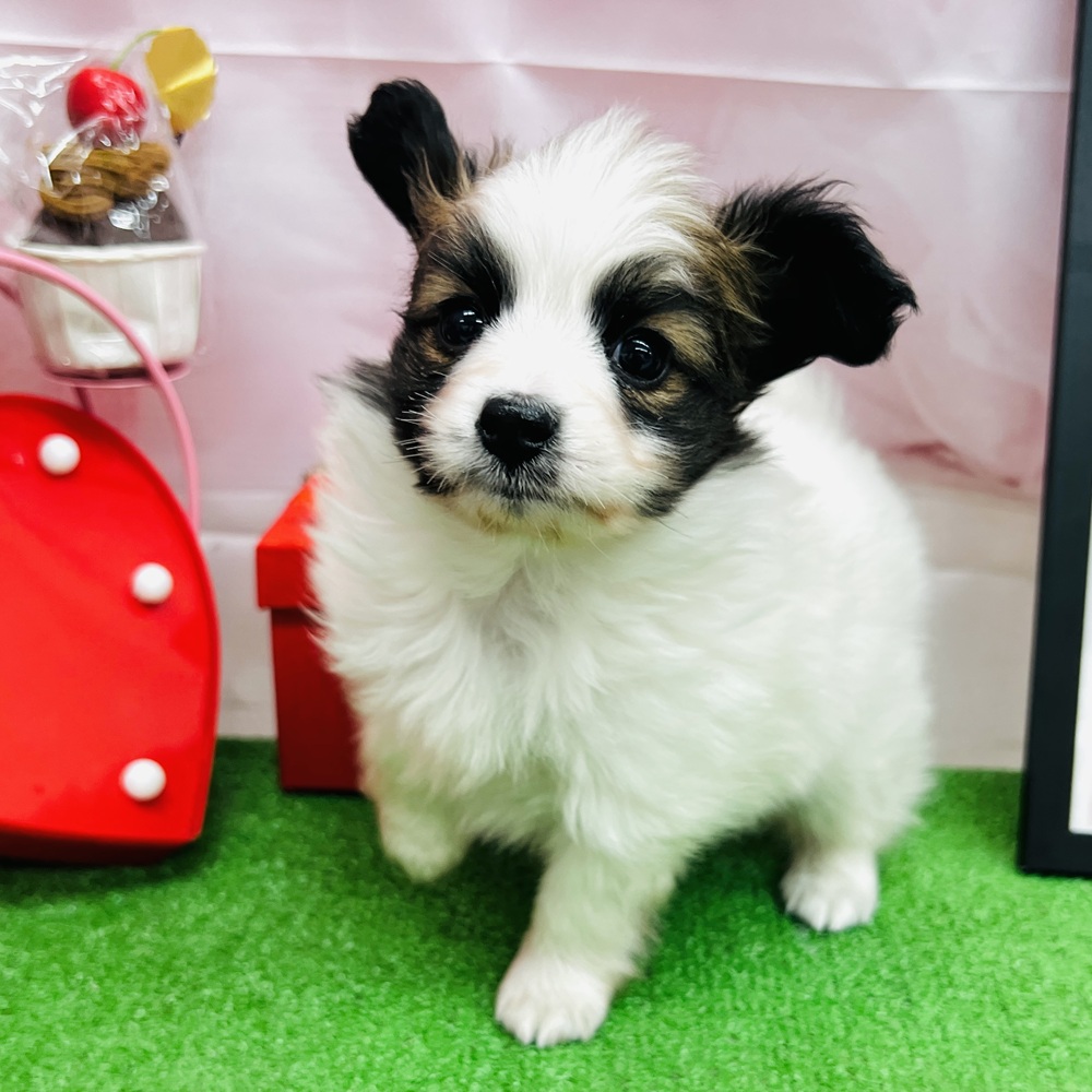 パピヨン男の子の写真