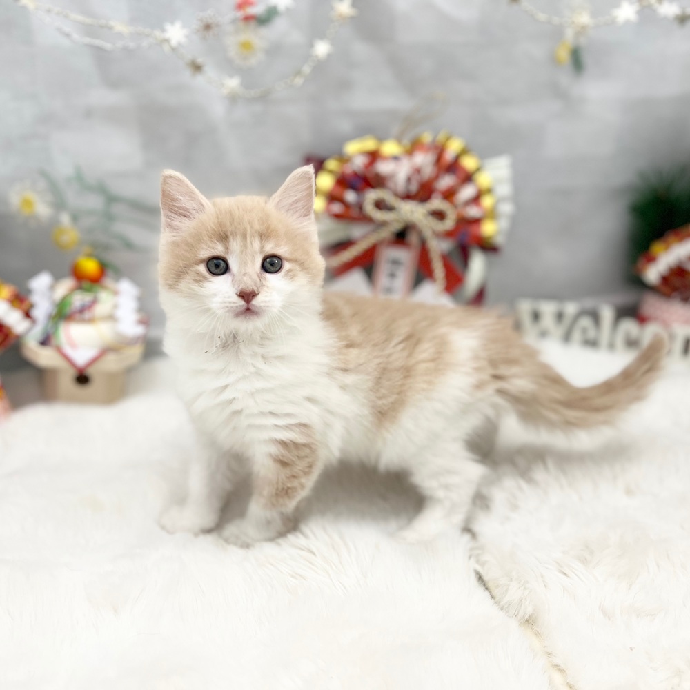 ノルウェージャンフォレストキャット女の子の写真