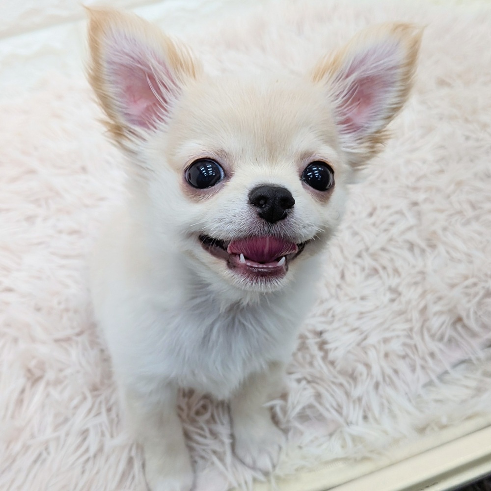 チワワ（ロング）男の子の写真