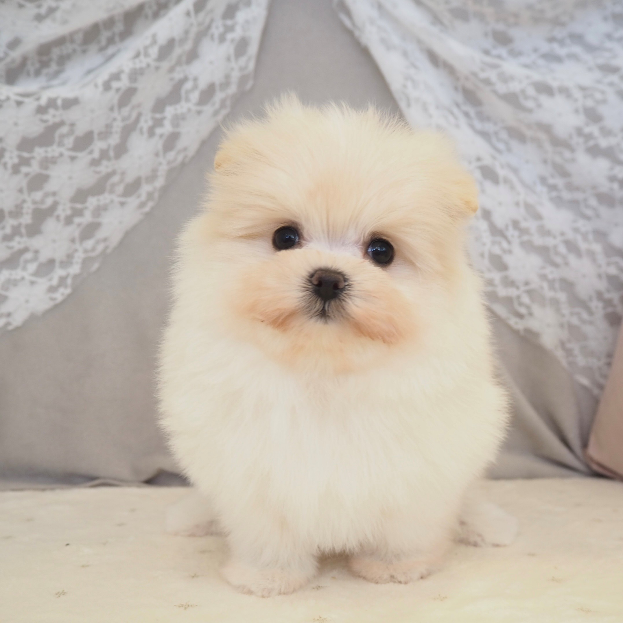 大阪府のポメマル/マルポメ(ポメラニアン×マルチーズ) (犬の家＆猫の里もりのみやキューズモールBASE店/2025年11月29日生まれ/女の子/フォーン)の子犬の1枚目の画像