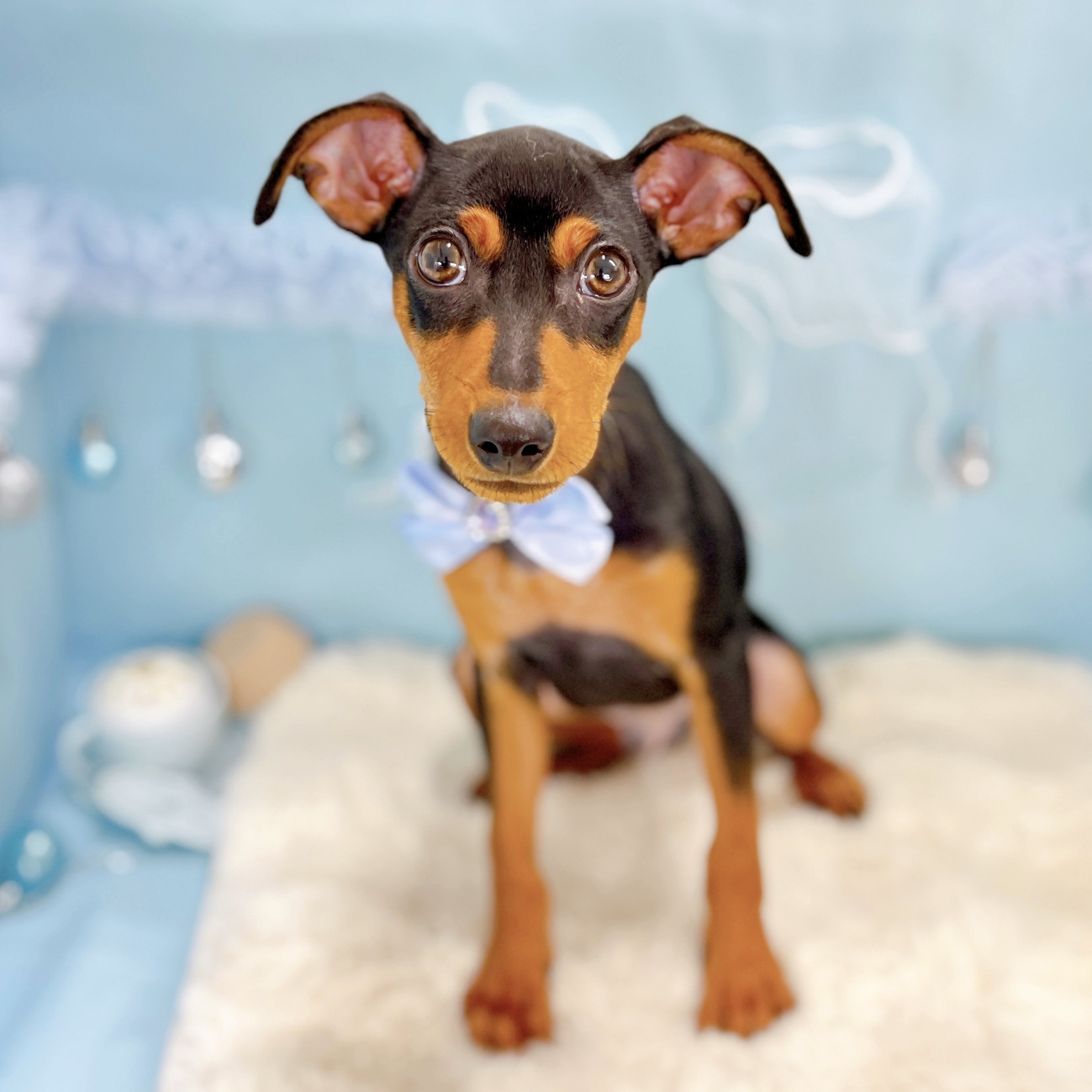 ミニチュアピンシャー男の子の写真