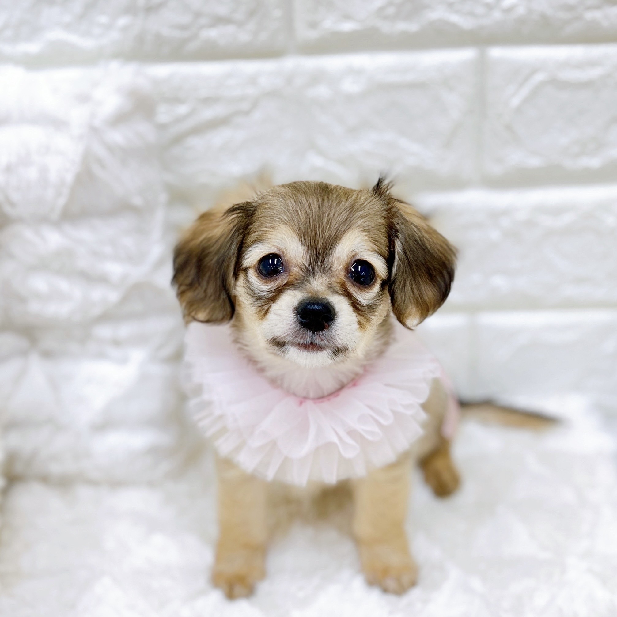 福井県のチワックス(チワワ×ダックス) (犬の家＆猫の里アミーゴ福井店/2025年11月30日生まれ/女の子/シェーデットイエロー)の子犬の1枚目の画像