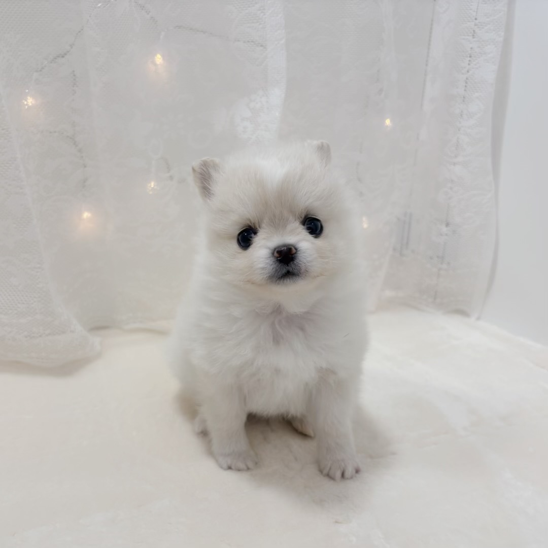 ハーフ犬女の子の写真