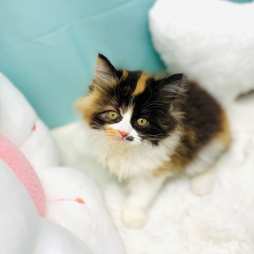 スコティッシュストレート女の子の写真