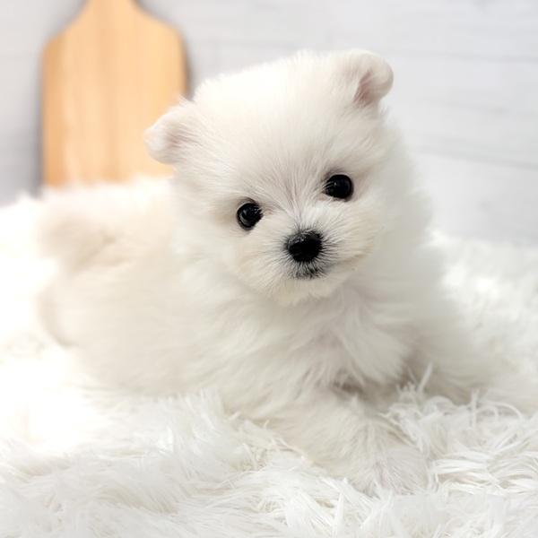 ハーフ犬男の子の写真