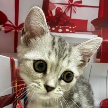 福岡県のマンチカン (犬の家＆猫の里トリアス久山店/2025年11月30日生まれ/男の子/シルバータビー)の子猫の1枚目の画像