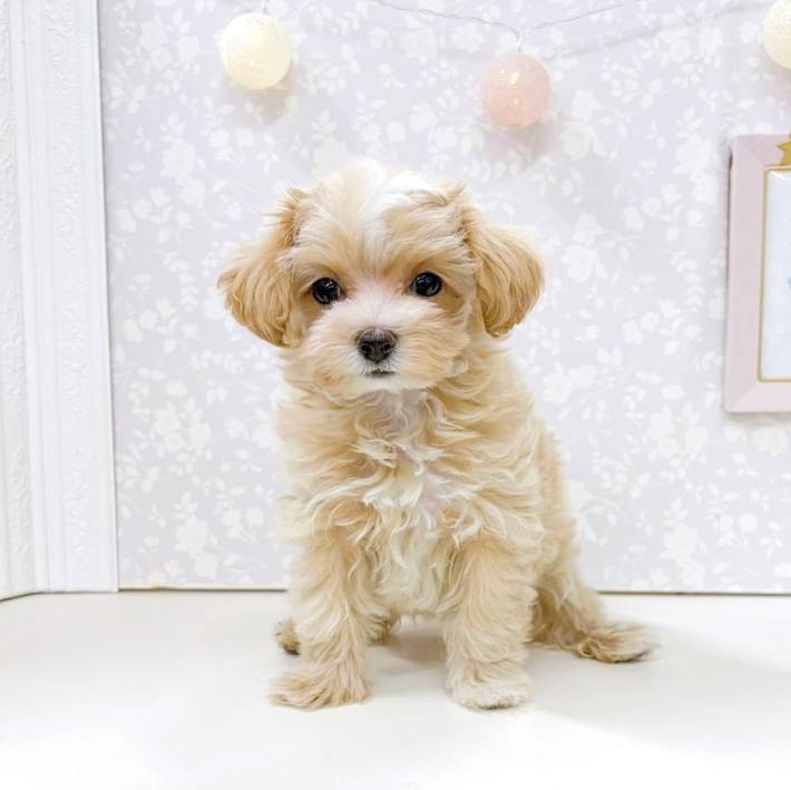 富山県のマルプー(マルチーズ×プードル) (犬の家＆猫の里アミーゴ高岡蓮花寺店/2025年12月7日生まれ/女の子/クリームホワイト)の子犬の1枚目の画像