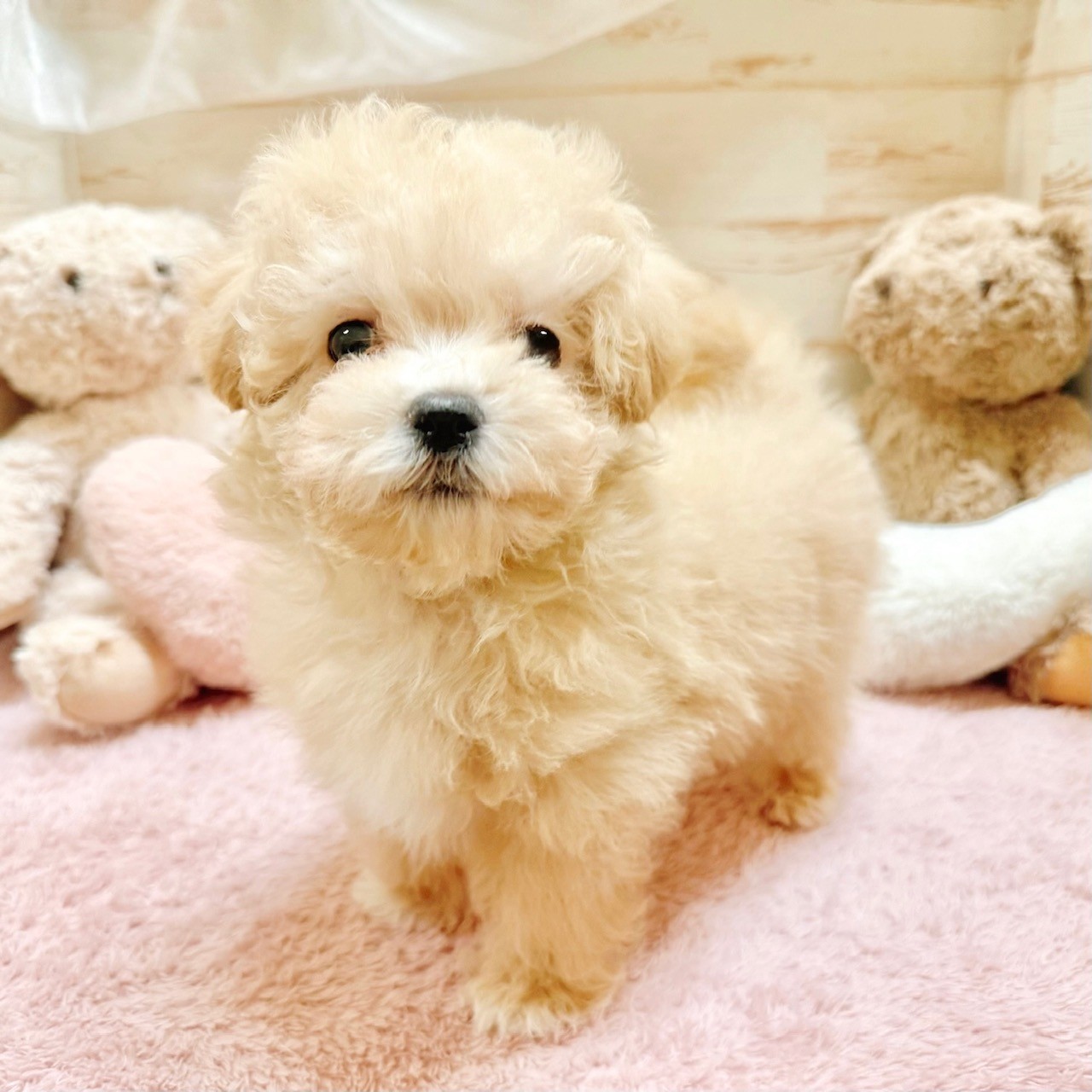 兵庫県のマルプー(マルチーズ×プードル) (犬の家＆猫の里神戸店/2025年12月1日生まれ/男の子/クリーム)の子犬の1枚目の画像