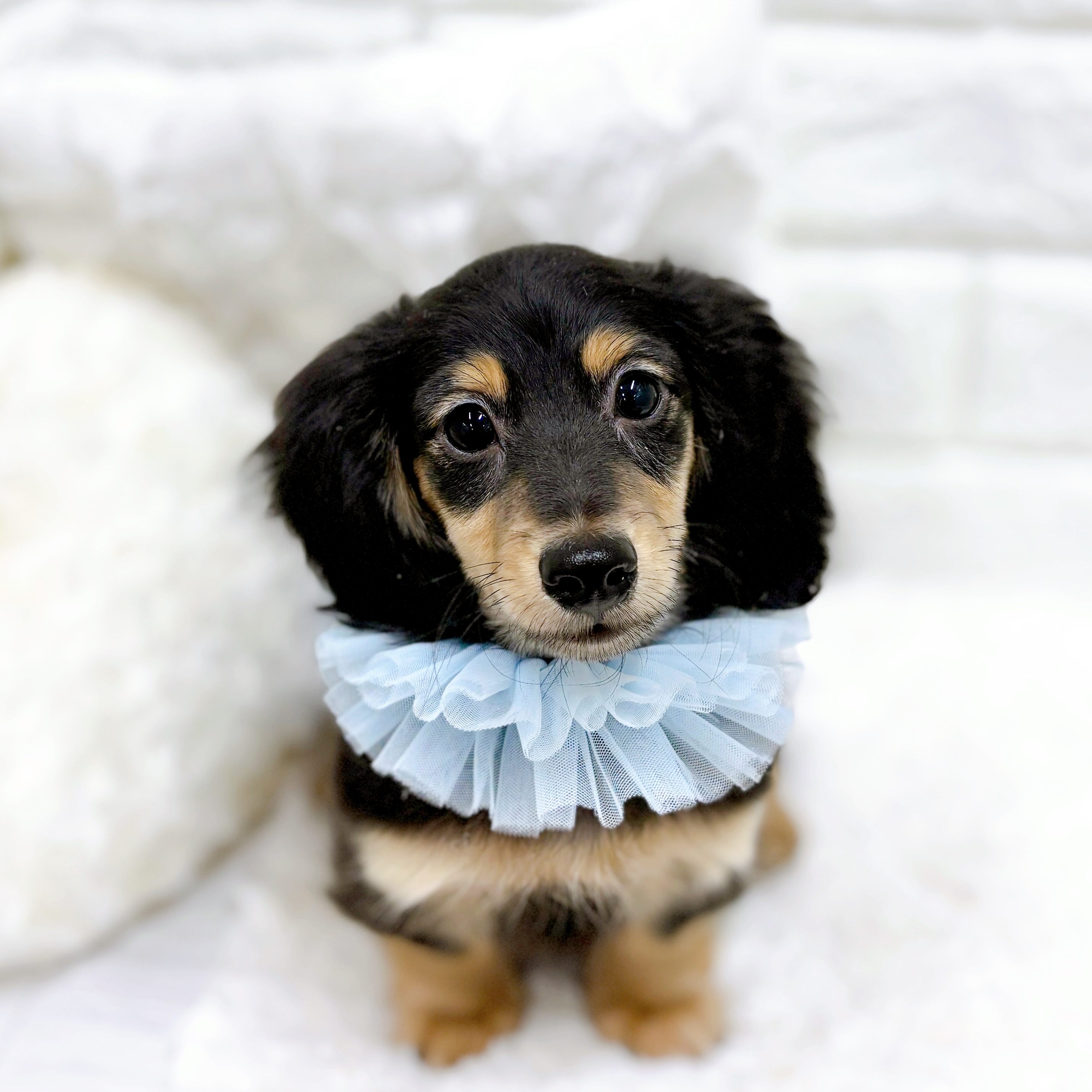 福井県のミニチュアダックスフンド(ロング) (犬の家＆猫の里アミーゴ福井店/2025年12月7日生まれ/男の子/ブラックイエロー)の子犬の1枚目の画像