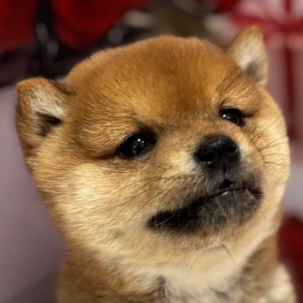 福岡県の豆柴 (犬の家＆猫の里トリアス久山店/2025年12月9日生まれ/男の子/赤)の子犬の1枚目の画像