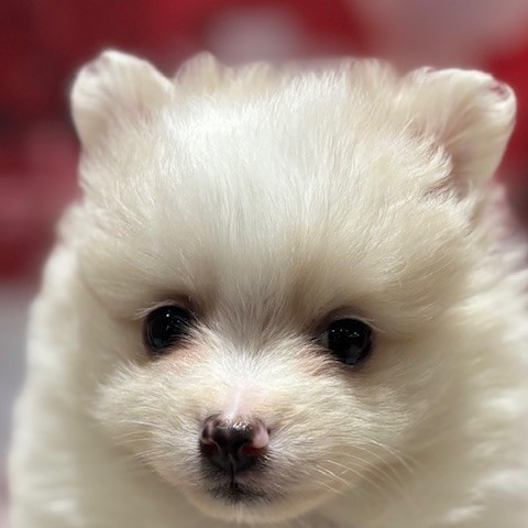 福岡県のポメチワ/チワポメ/ポメチー(ポメラニアン×チワワ) (犬の家＆猫の里トリアス久山店/2025年12月8日生まれ/女の子/ホワイトクリーム)の子犬の1枚目の画像