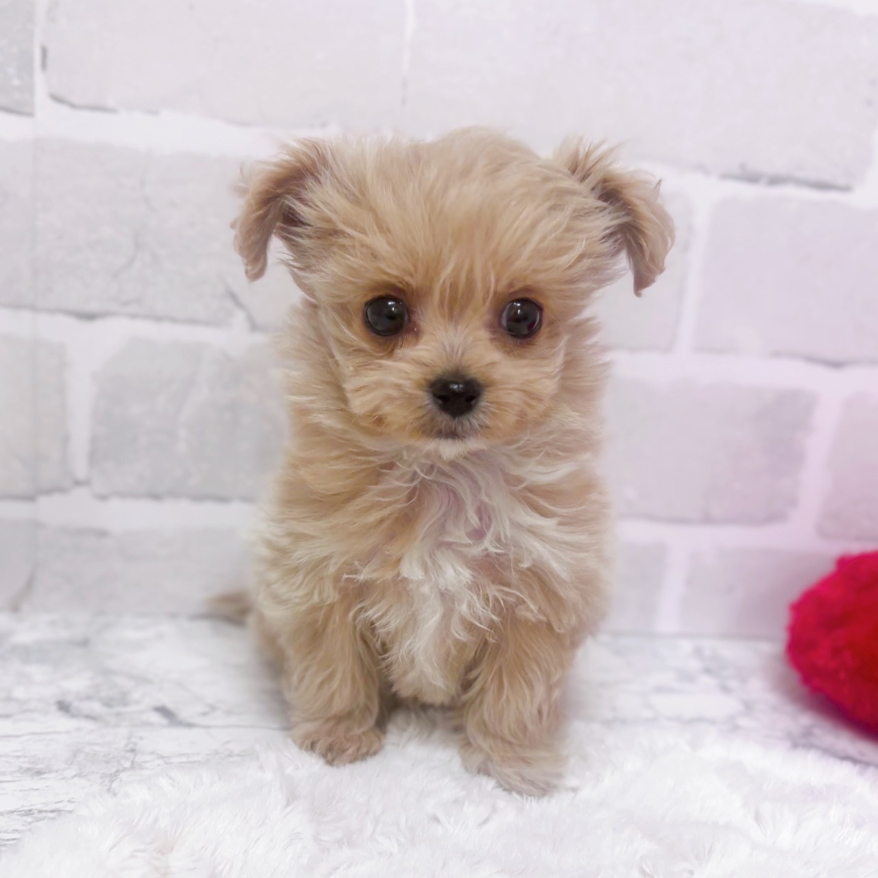 京都府のチワプー/プーチー(チワワ×プードル) (犬の家＆猫の里京都精華店/2025年12月9日生まれ/女の子/クリームホワイト)の子犬
