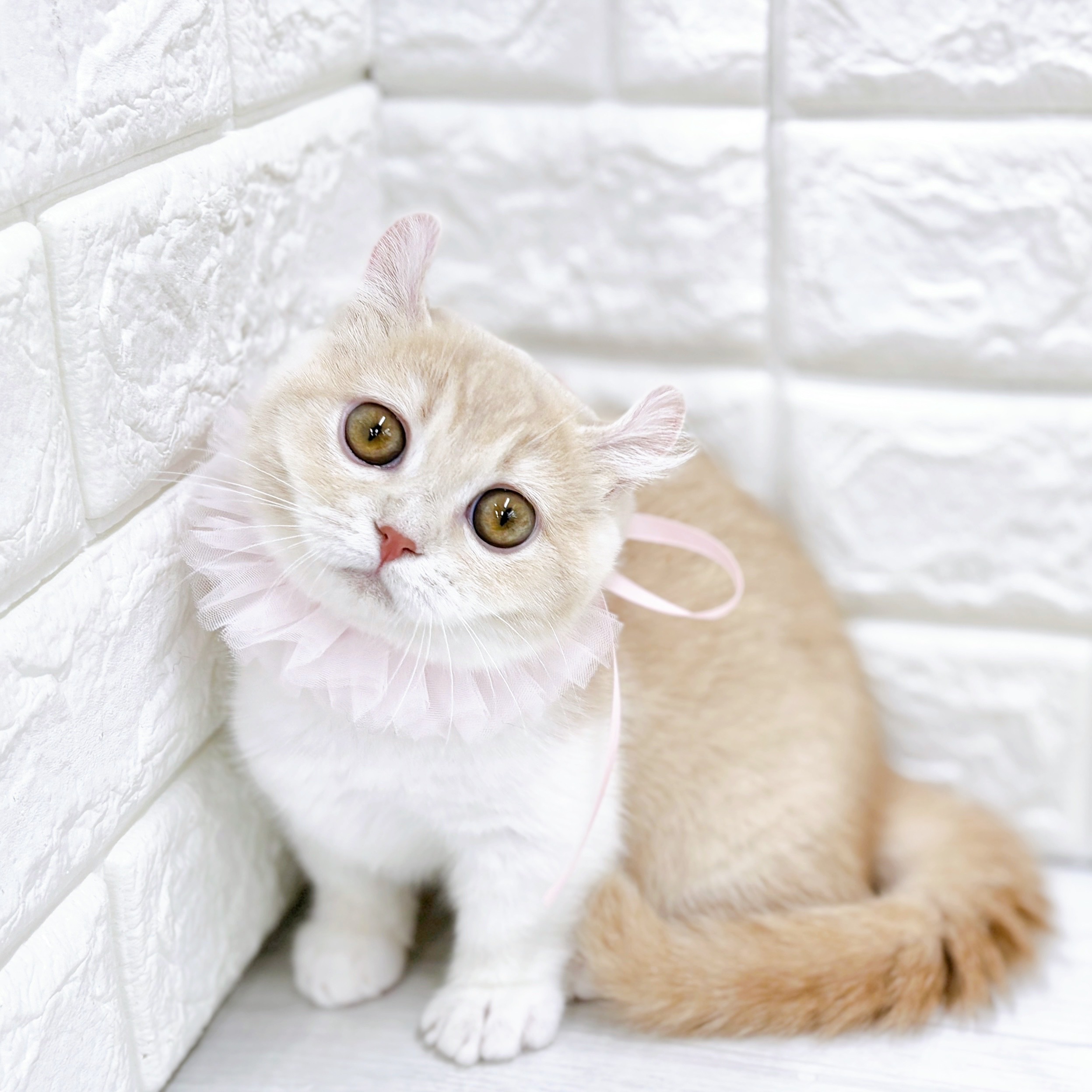 福井県のキンカロー (犬の家＆猫の里アミーゴ福井店/2025年12月10日生まれ/女の子/クリームタビーホワイト)の子猫の1枚目の画像