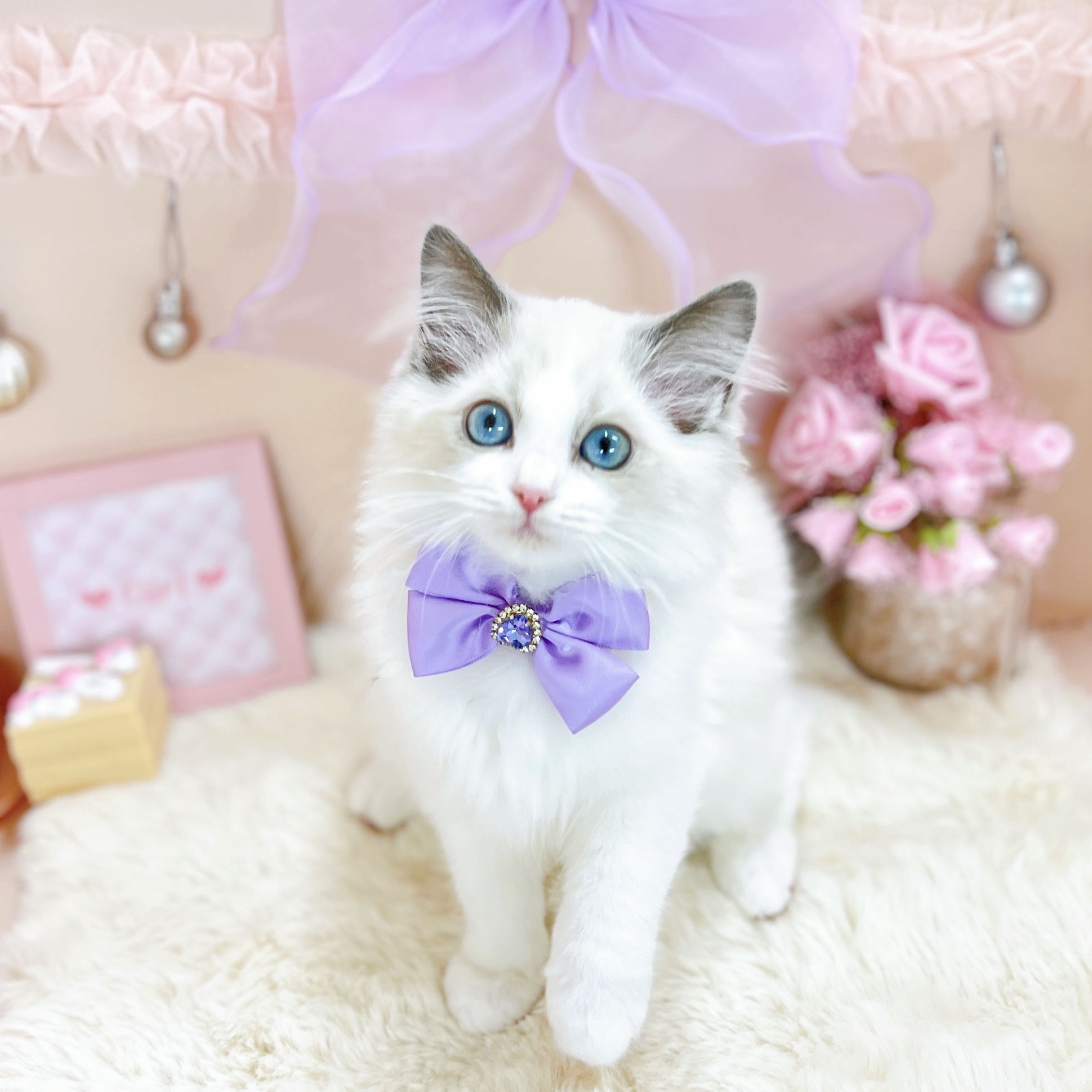 ラグドール女の子の写真