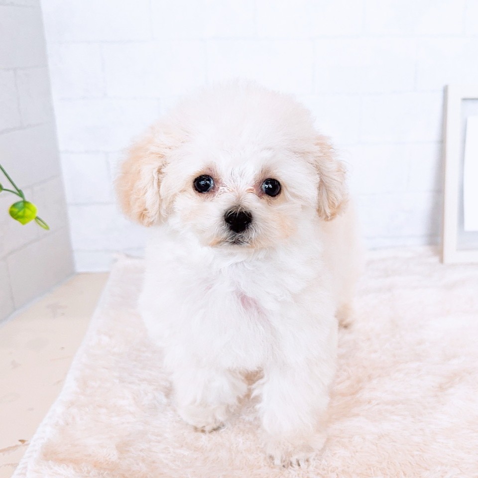 石川県のトイプードル(ティーカップ) (犬の家＆猫の里金沢店/2025年12月9日生まれ/女の子/ペールフォーン)の子犬の1枚目の画像