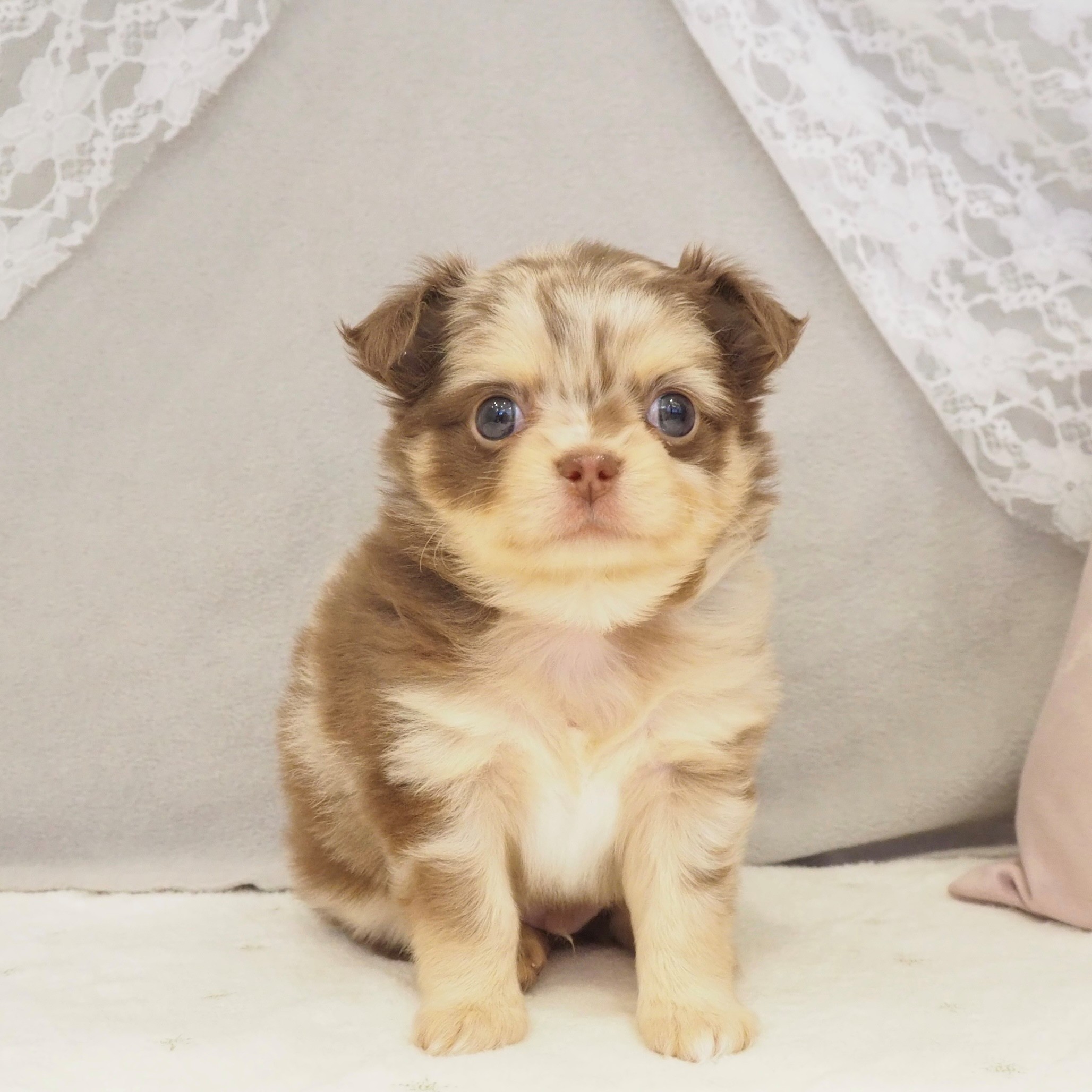 大阪府のチワワ(ロング) (犬の家＆猫の里もりのみやキューズモールBASE店/2025年12月12日生まれ/男の子/チョコレートマール)の子犬の1枚目の画像