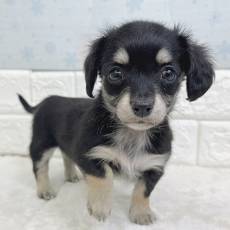 静岡県のチワックス(チワワ×ダックス) (犬の家＆猫の里マークイズ静岡店/2025年12月15日生まれ/女の子/ブラックタン)の子犬の1枚目の画像