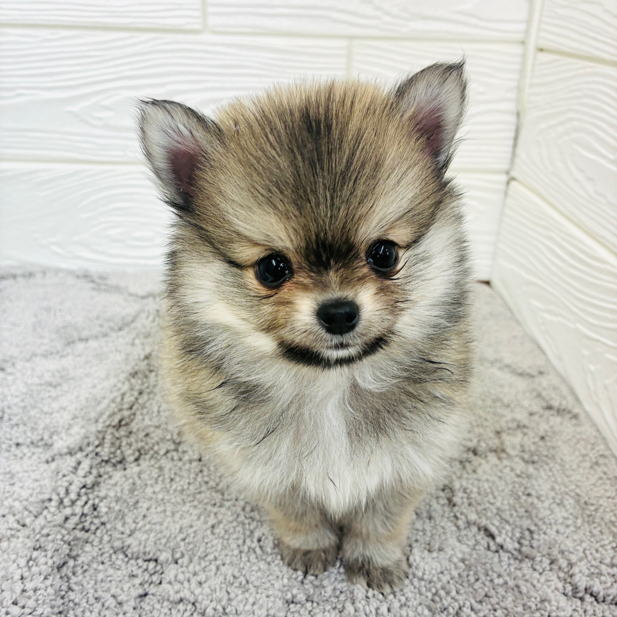 愛知県のポメチワ/チワポメ/ポメチー(ポメラニアン×チワワ) (犬の家＆猫の里七宝店/2025年12月16日生まれ/男の子/ウルフセーブル)の子犬