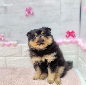 静岡県のポメラニアン (犬の家＆猫の里プレ葉ウォーク浜北店/2025年12月16日生まれ/女の子/ブラックタン)の子犬
