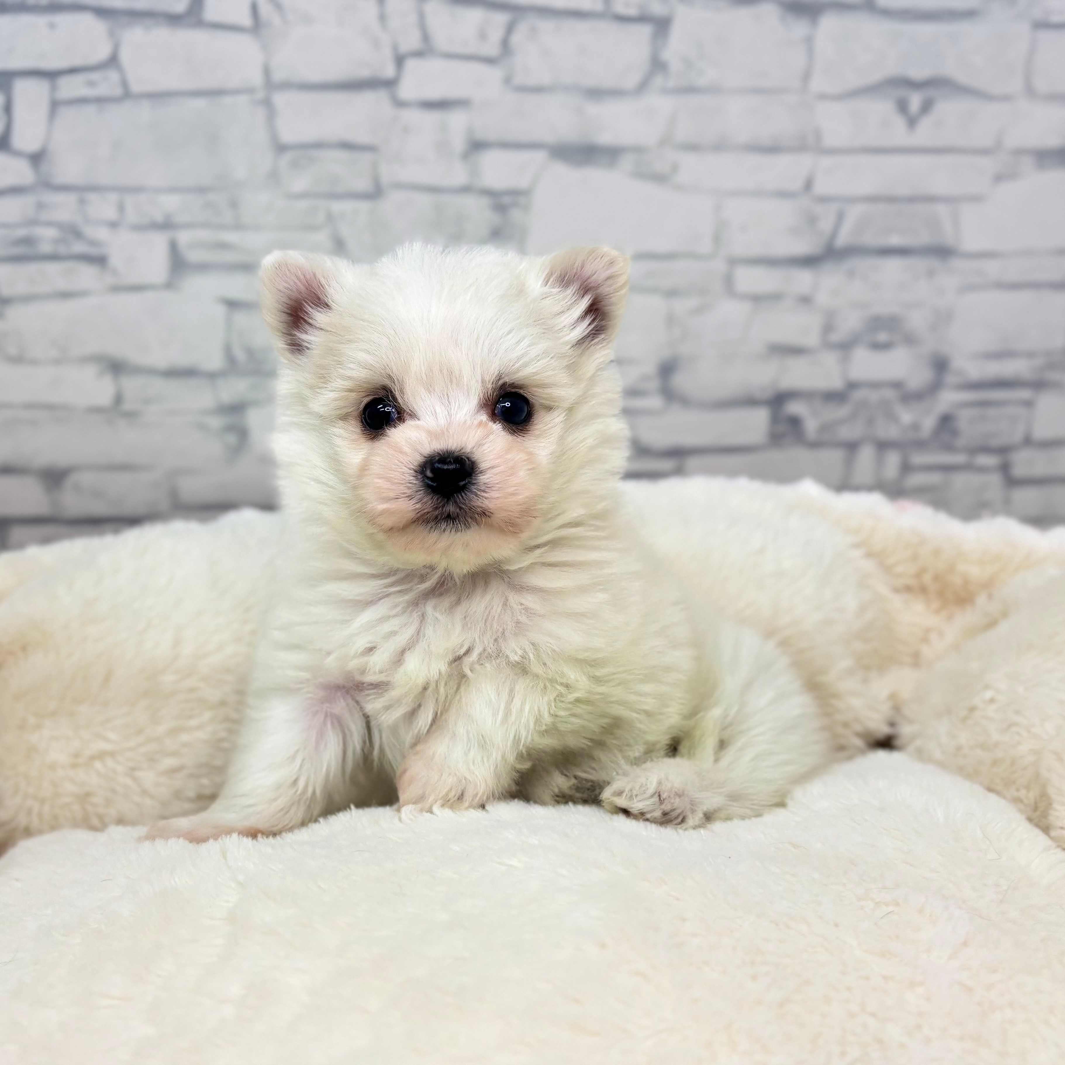 長野県のチワマル/マルチワ(チワワ×マルチーズ) (犬の家＆猫の里長野店/2025年12月16日生まれ/男の子/クリーム)の子犬