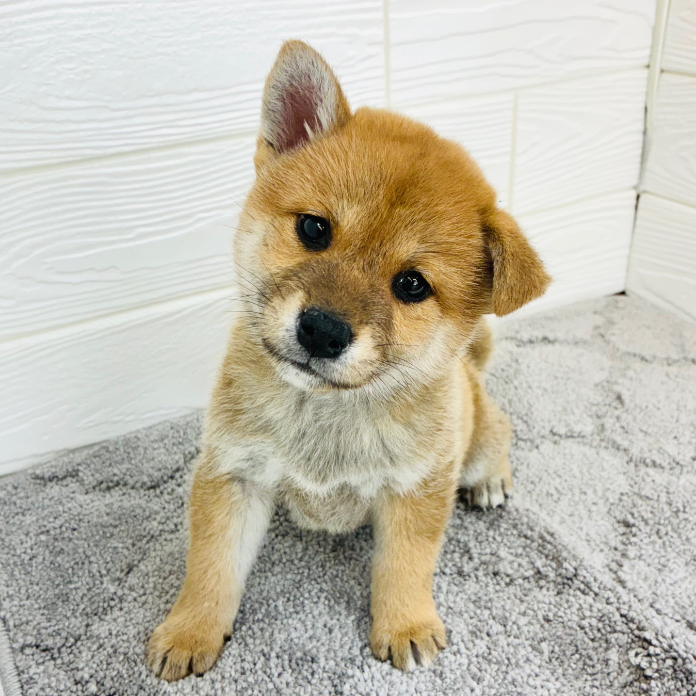 愛知県の柴犬(標準サイズ) (犬の家＆猫の里七宝店/2025年12月16日生まれ/女の子/赤)の子犬