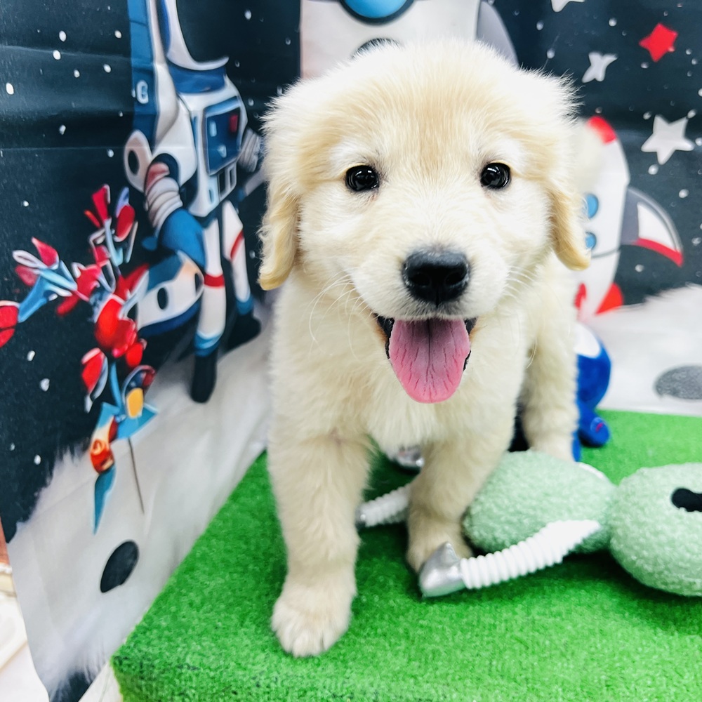 愛知県のゴールデンレトリバー (犬の家＆猫の里名古屋天白店/2025年12月16日生まれ/女の子/ゴールデン)の子犬の1枚目の画像