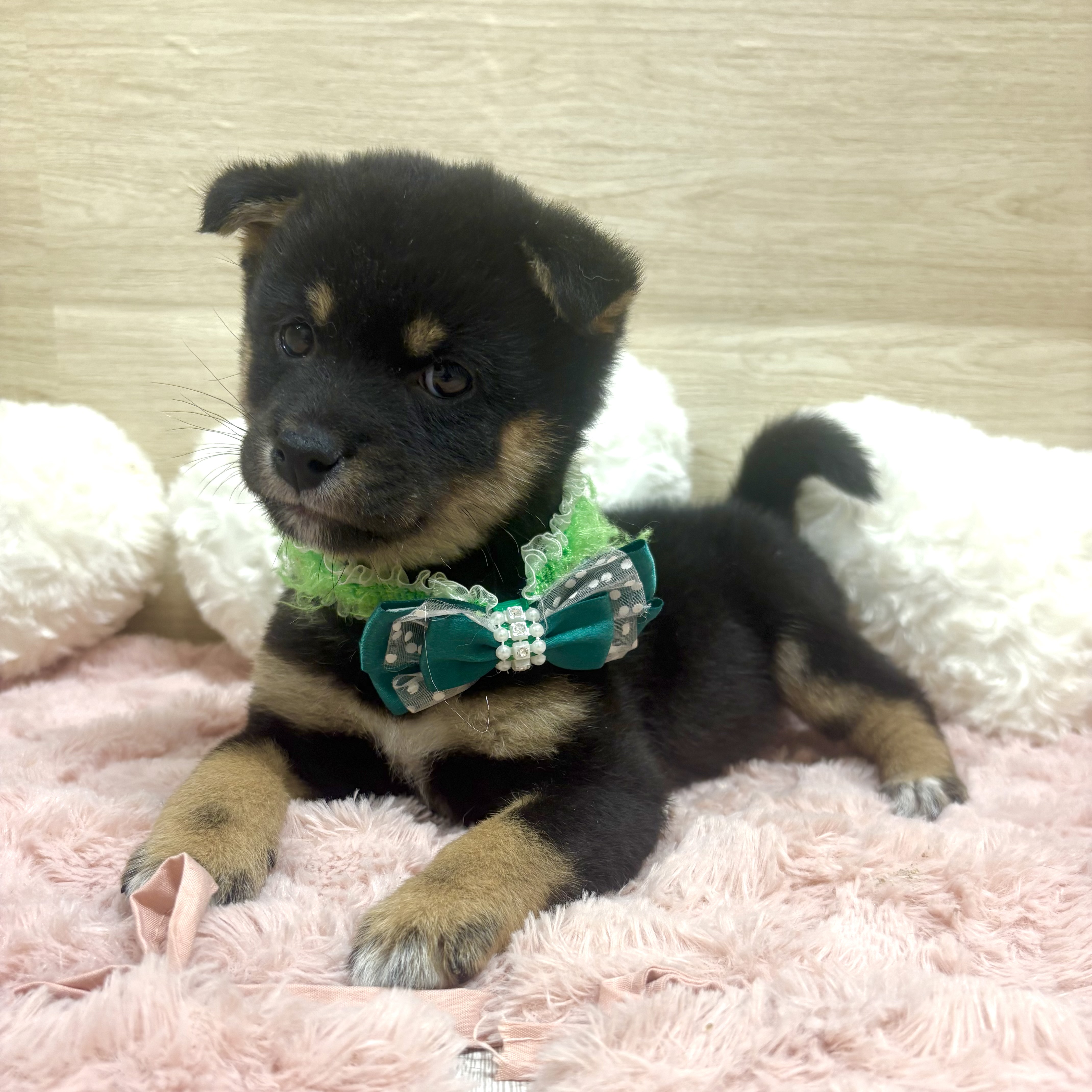 大阪府の豆柴 黒 男の子のご紹介(200251) | ペットショップ 犬の家&猫