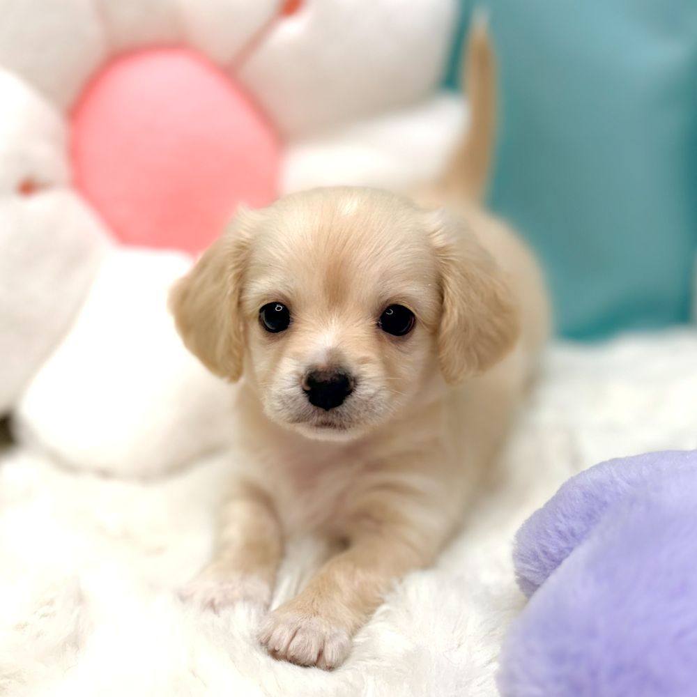 愛知県のチワックス(チワワ×ダックス) (犬の家＆猫の里愛知刈谷店/2025年12月21日生まれ/女の子/クリーム)の子犬の1枚目の画像