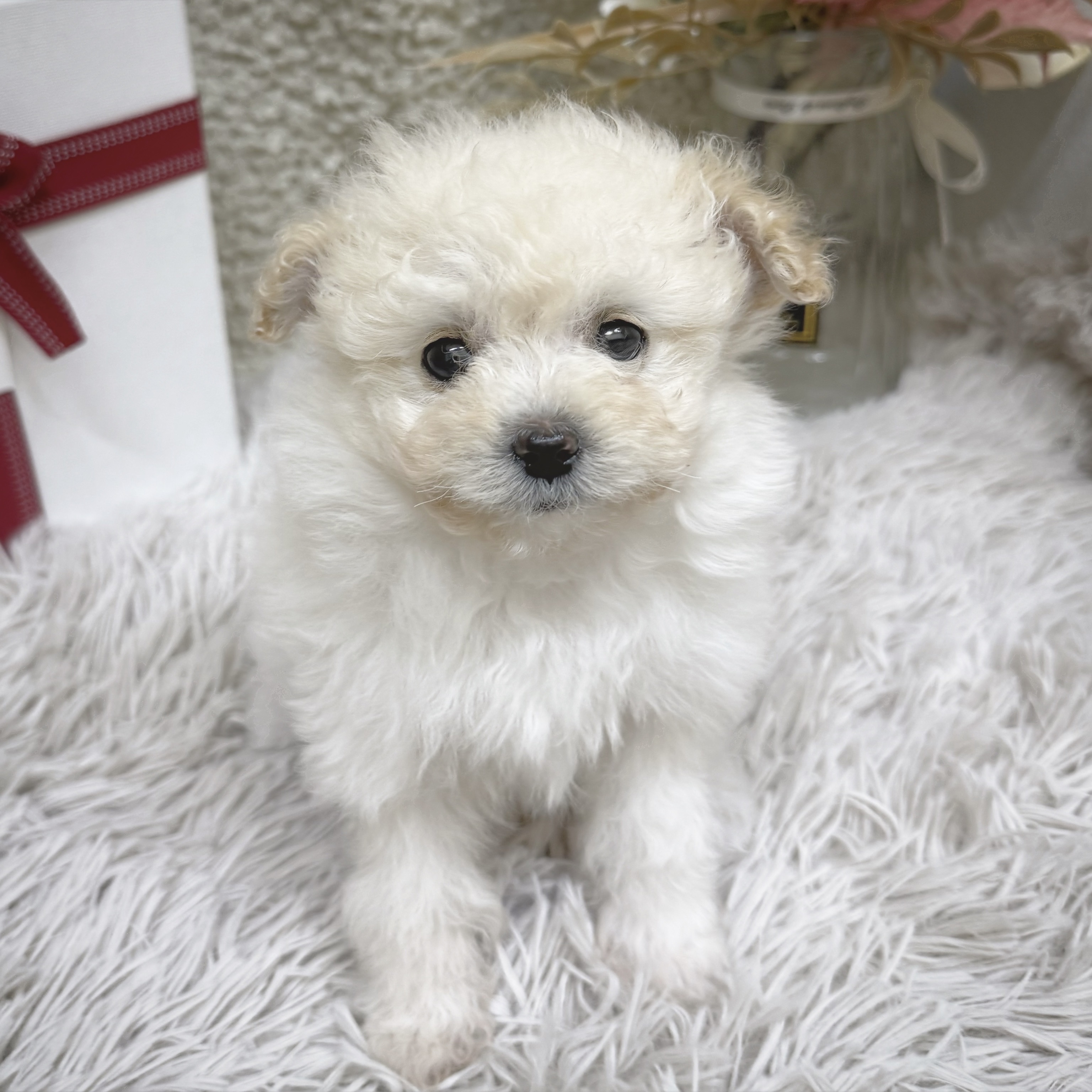 静岡県のポメプー(ポメラニアン×プードル) (犬の家＆猫の里藤枝店/2025年12月16日生まれ/女の子/クリーム)の子犬の1枚目の画像