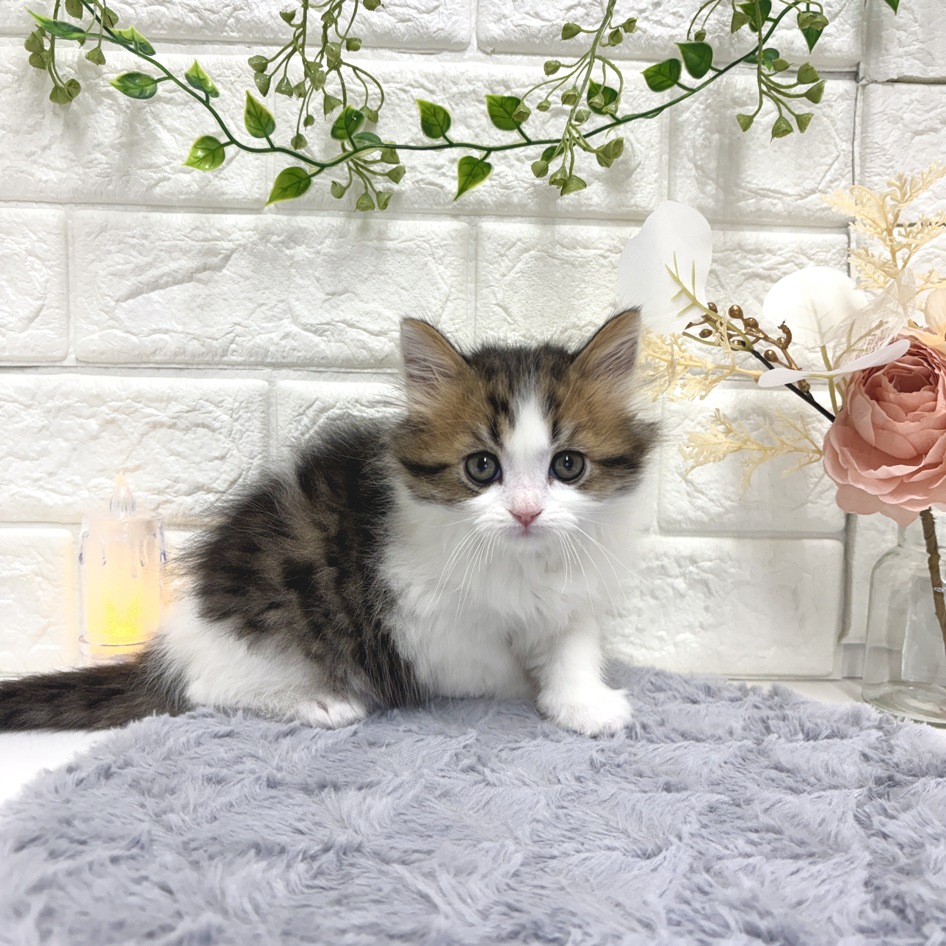 マンチカン男の子の写真