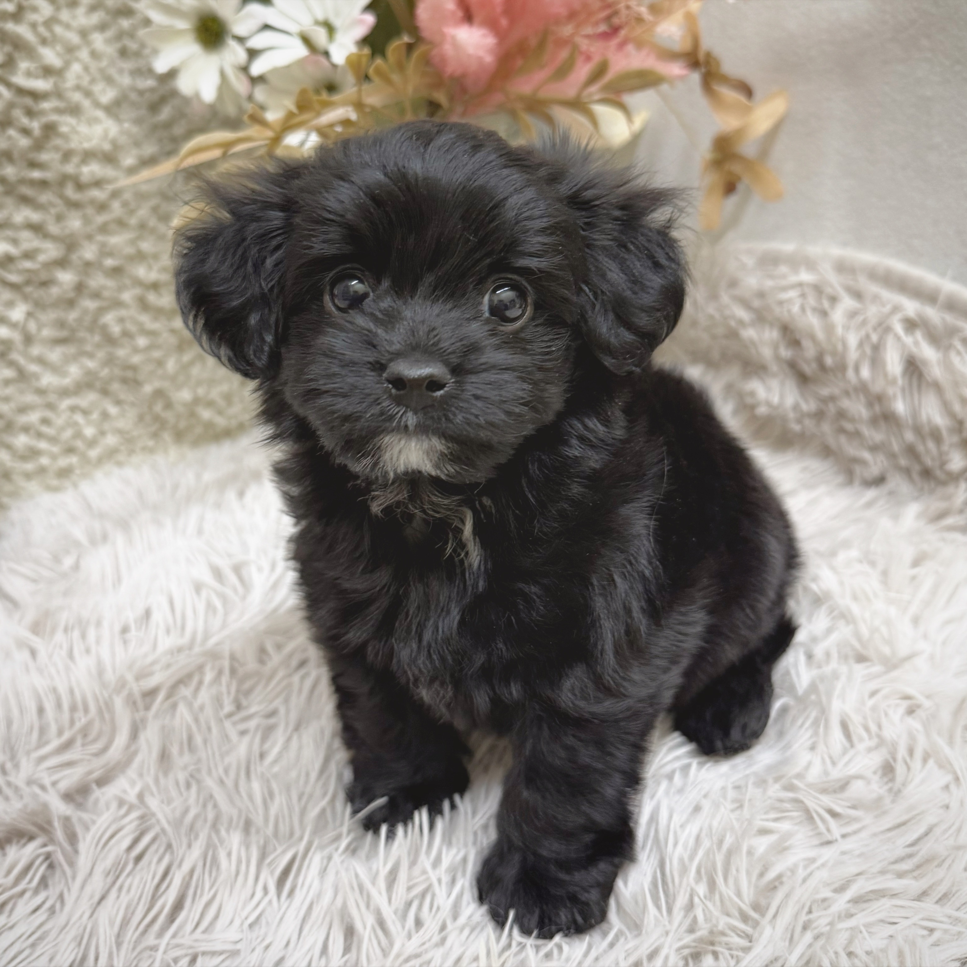藤枝店（静岡県）のペット一覧 | ペットショップ 犬の家&猫の里 | 子犬